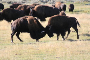 Yellowstone Bison